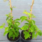 Aktinídia žilnatá - kiwi (Actinidia arguta) ‘GENEVA’ - výška 30-50 cm, kont. C2L